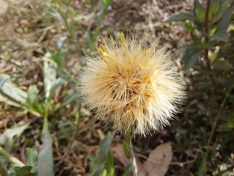 Noticastrum gnaphalioides photo 6