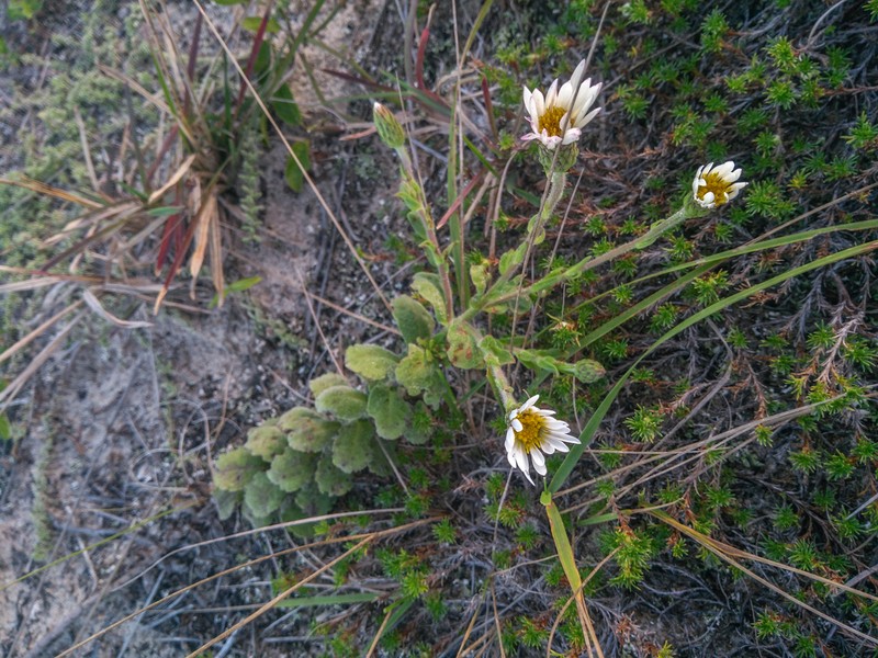 Noticastrum hatschbachii