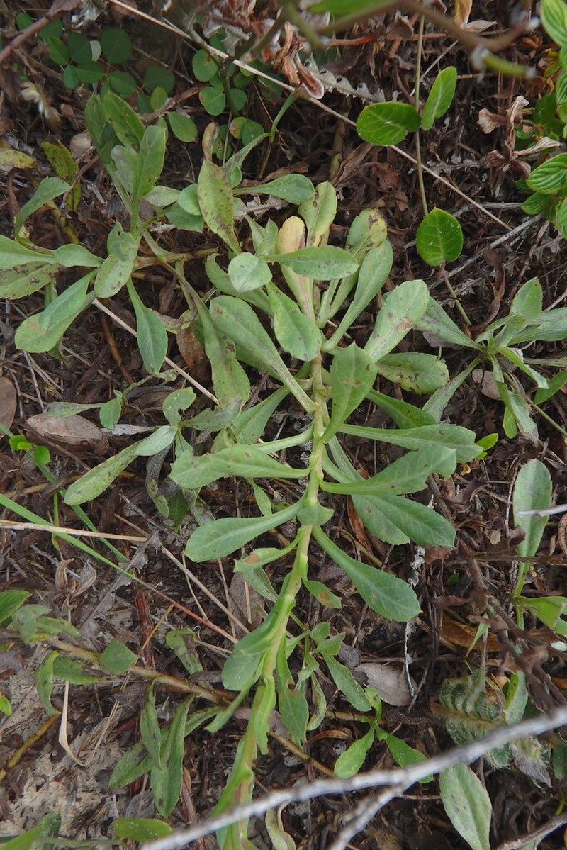 Noticastrum hatschbachii photo 2