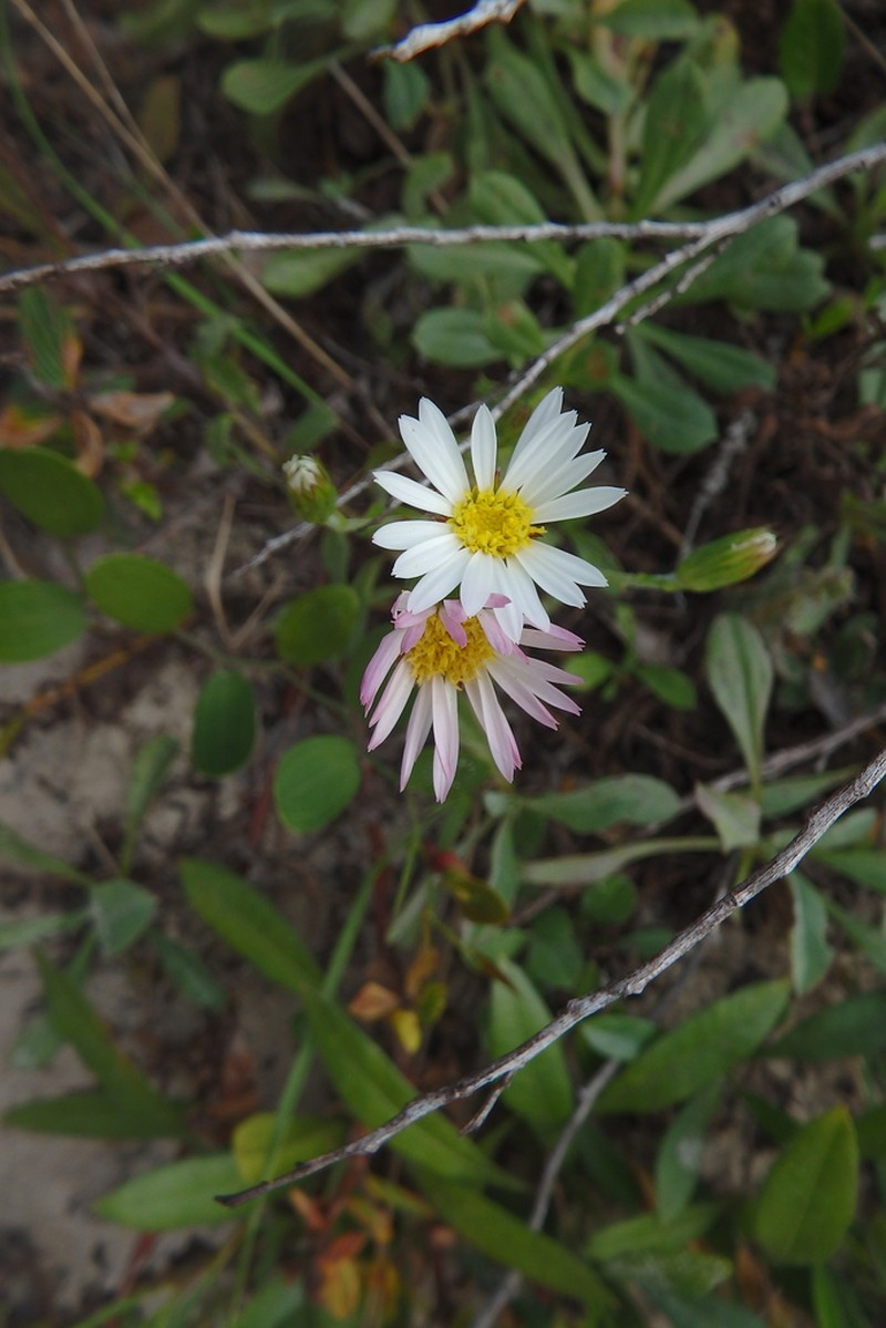 Noticastrum hatschbachii photo 5