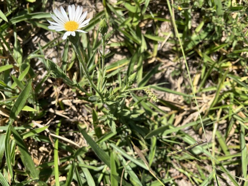 Noticastrum hatschbachii photo 6
