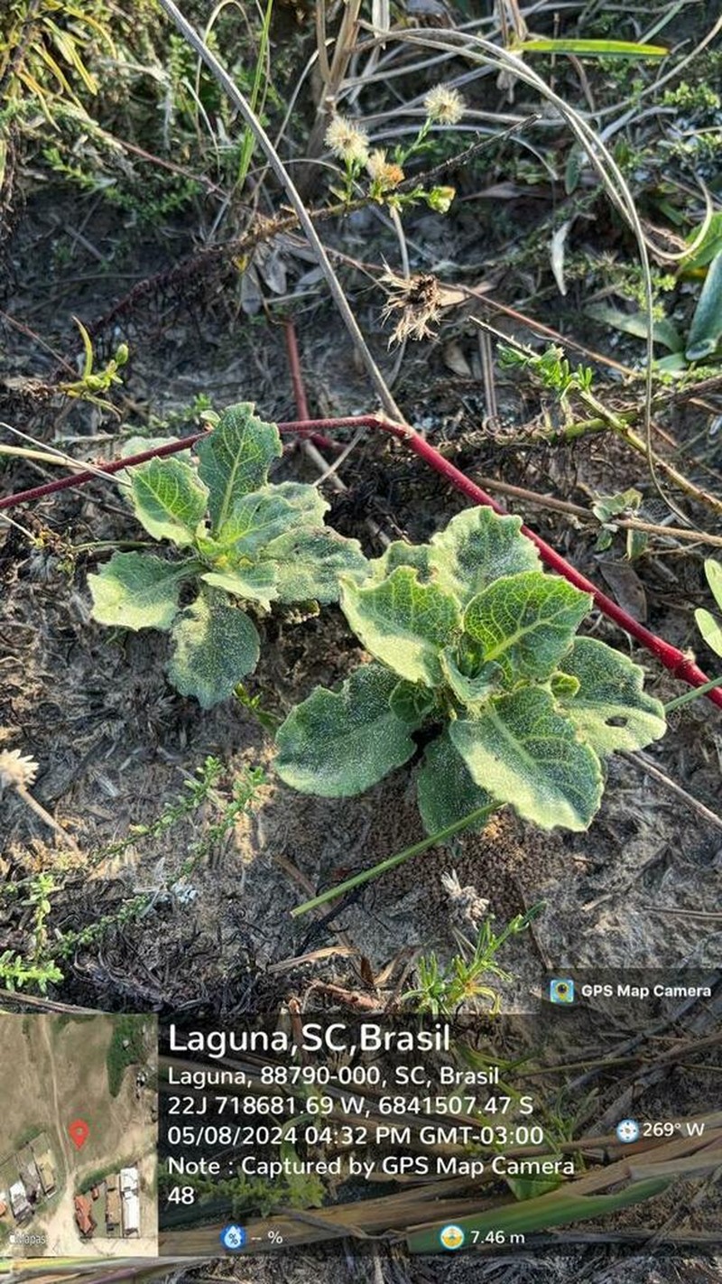 Noticastrum hatschbachii photo 7