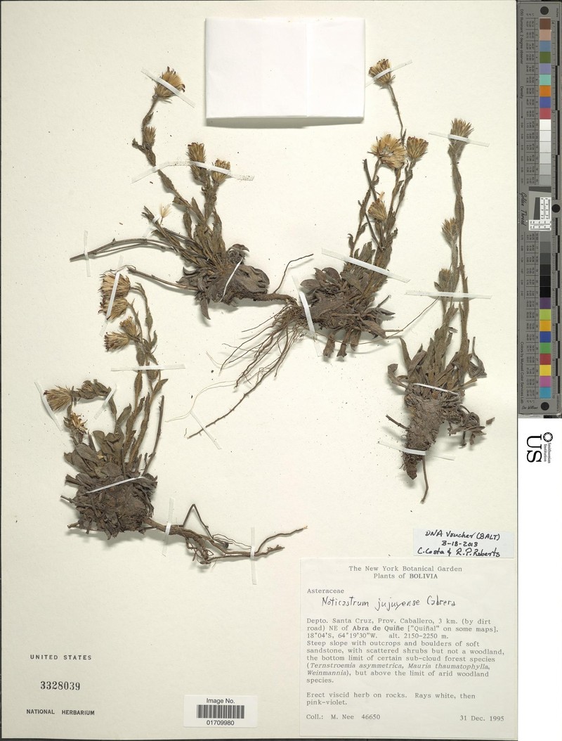 Noticastrum jujuyense photo 3
