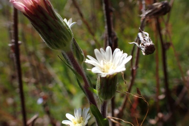 Noticastrum macbridei