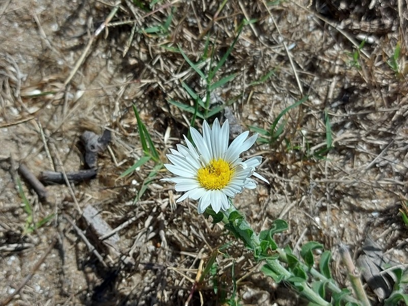 Noticastrum malmei