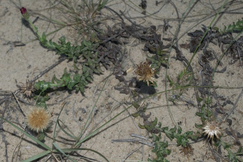 Noticastrum malmei photo 3