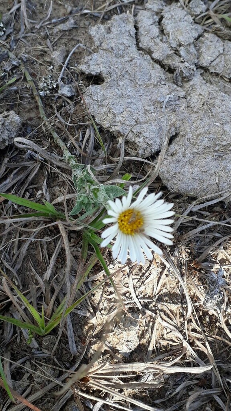 Noticastrum malmei photo 4