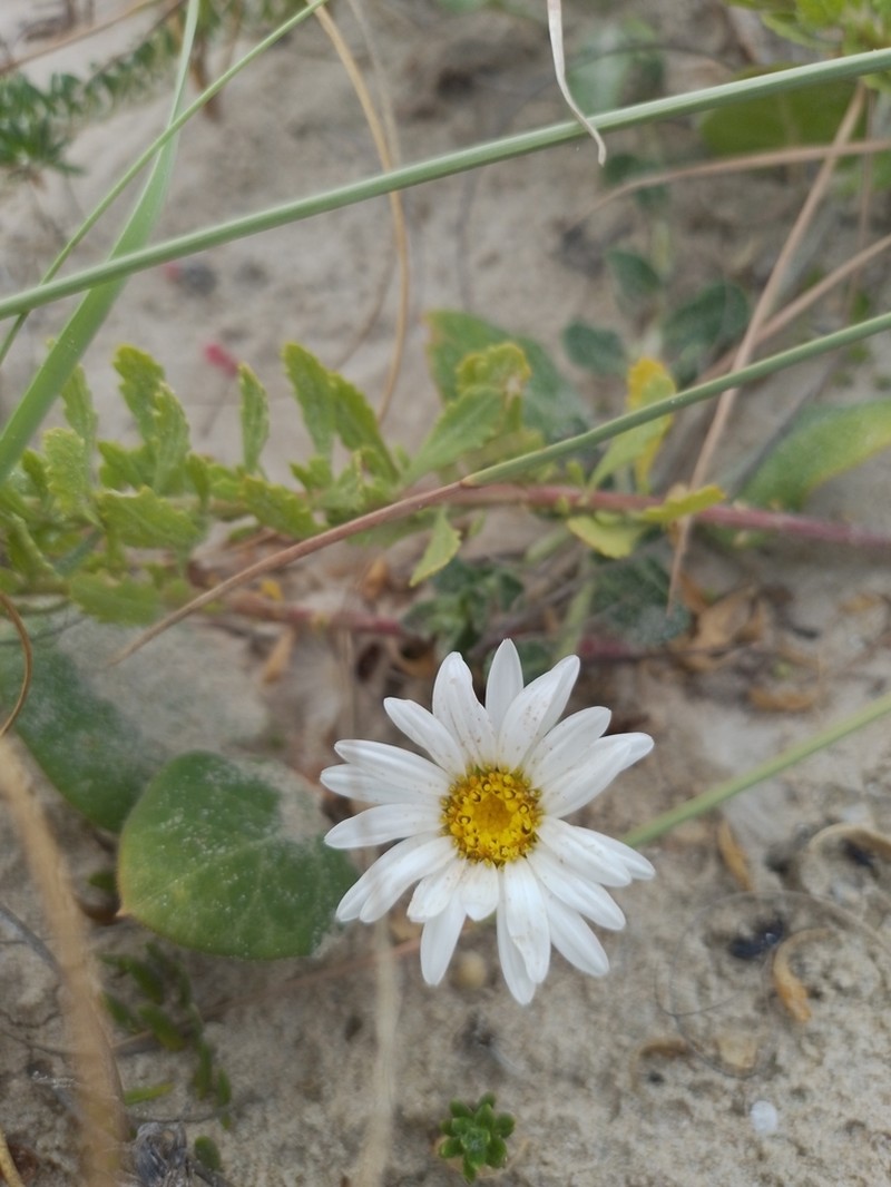 Noticastrum malmei photo 5