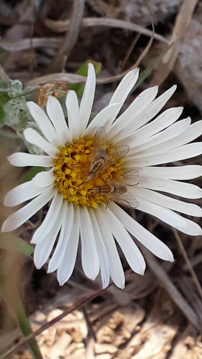 Noticastrum malmei photo 6