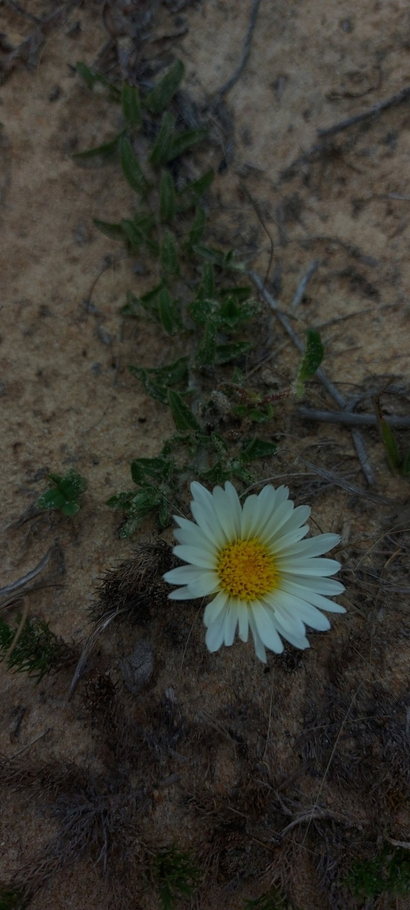 Noticastrum malmei photo 7