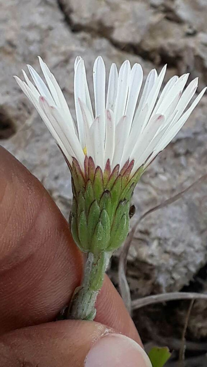 Noticastrum malmei photo 8