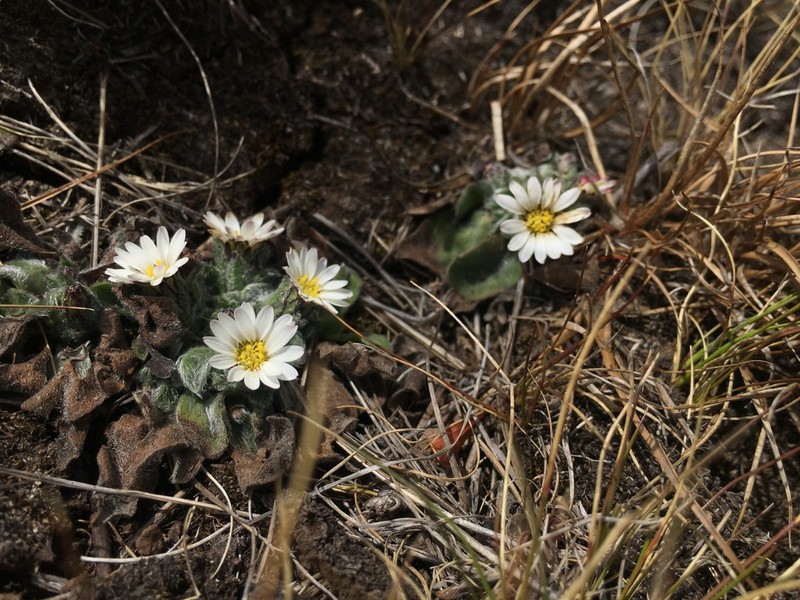 Noticastrum marginatum photo 2