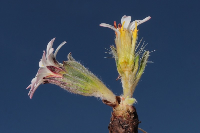 Noticastrum marginatum photo 4