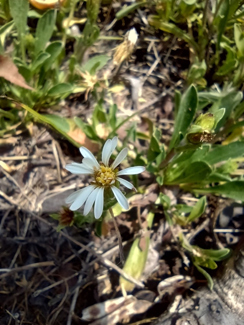 Noticastrum marginatum photo 5