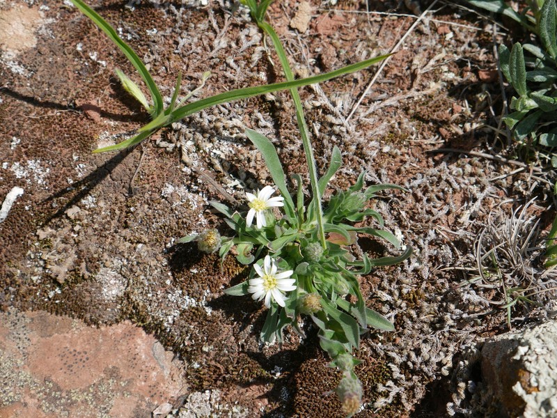 Noticastrum marginatum photo 7