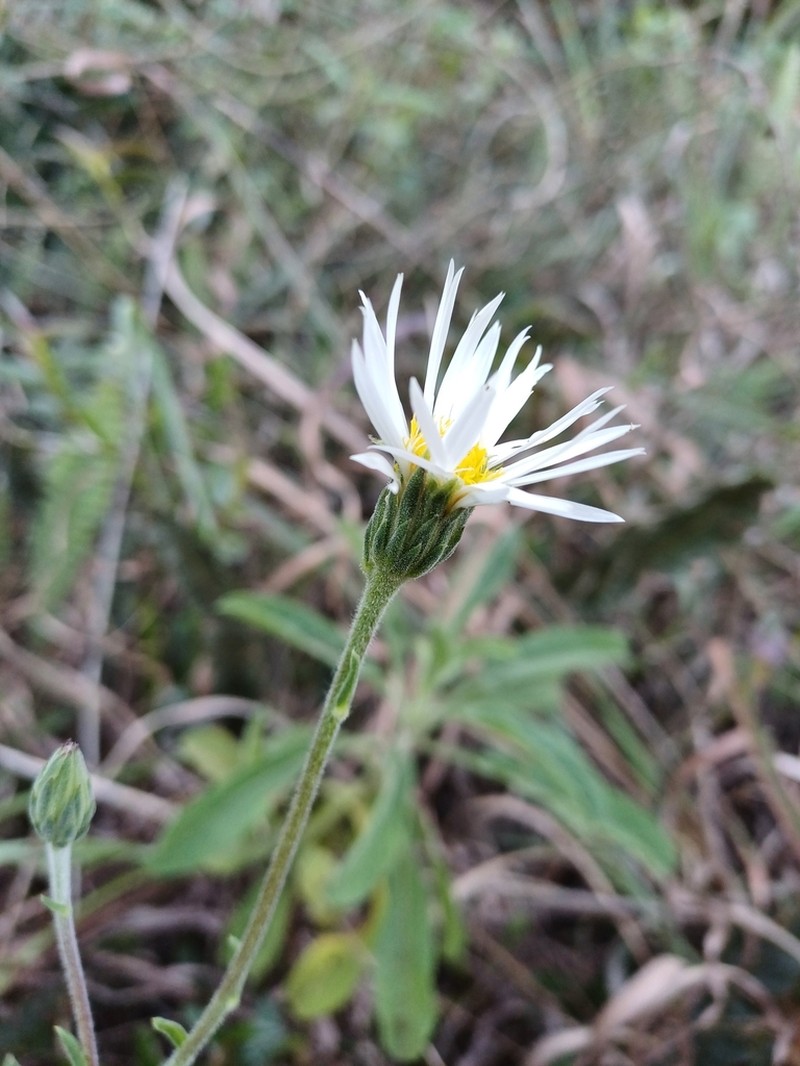 Noticastrum psammophilum photo 3