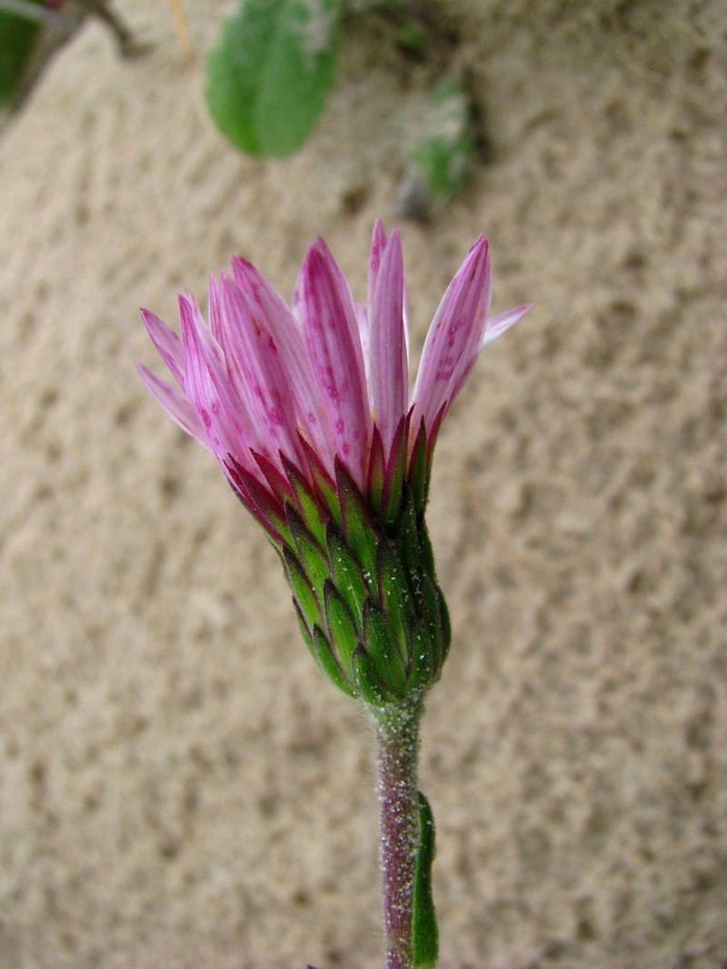 Noticastrum psammophilum photo 4