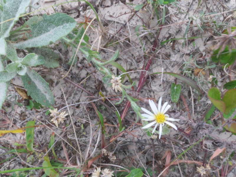Noticastrum psammophilum photo 5