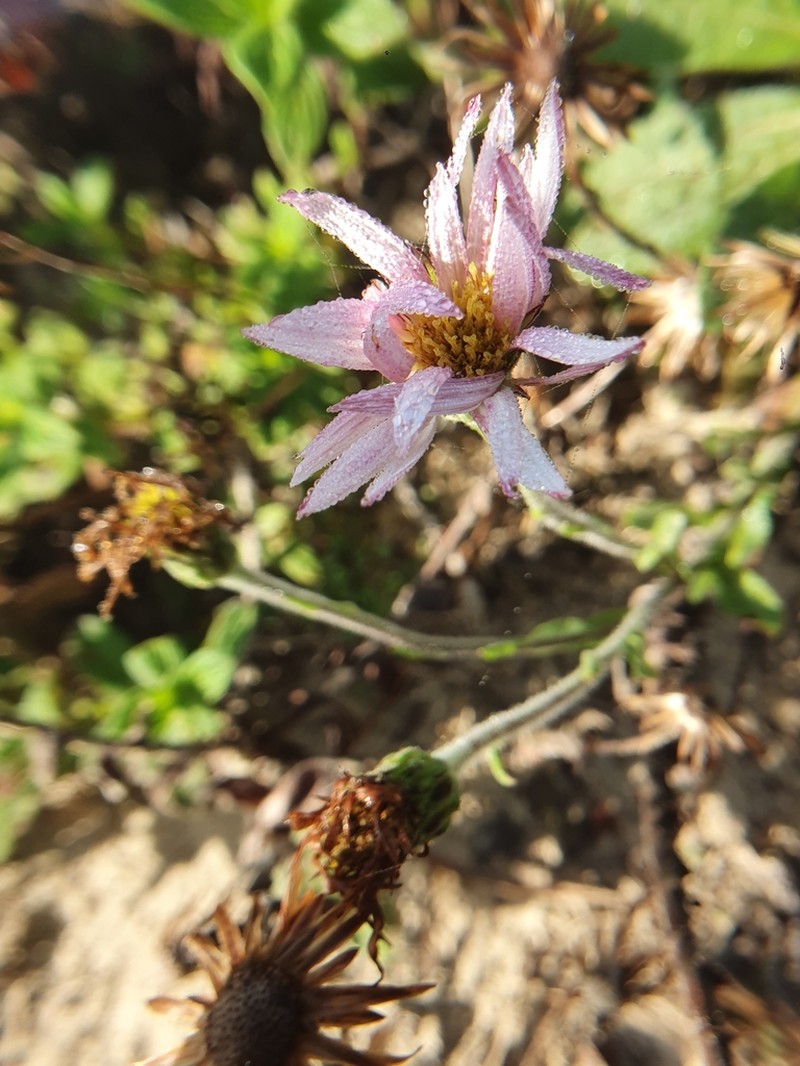 Noticastrum psammophilum photo 7