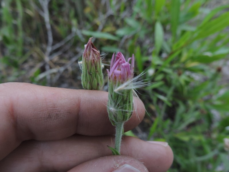 Noticastrum psammophilum photo 8