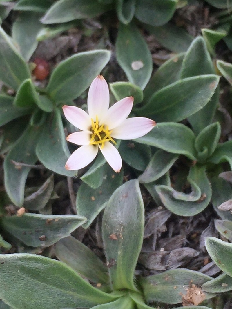 Noticastrum sericeum photo 2