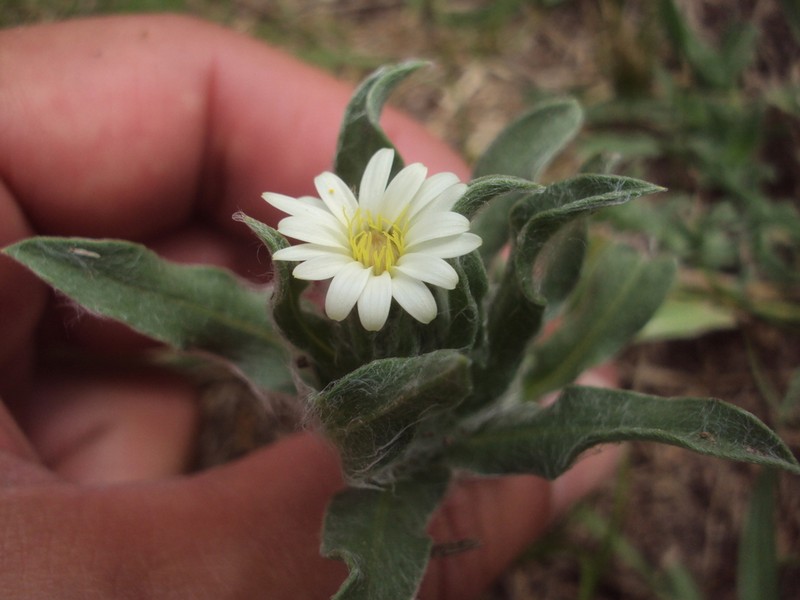 Noticastrum sericeum photo 3