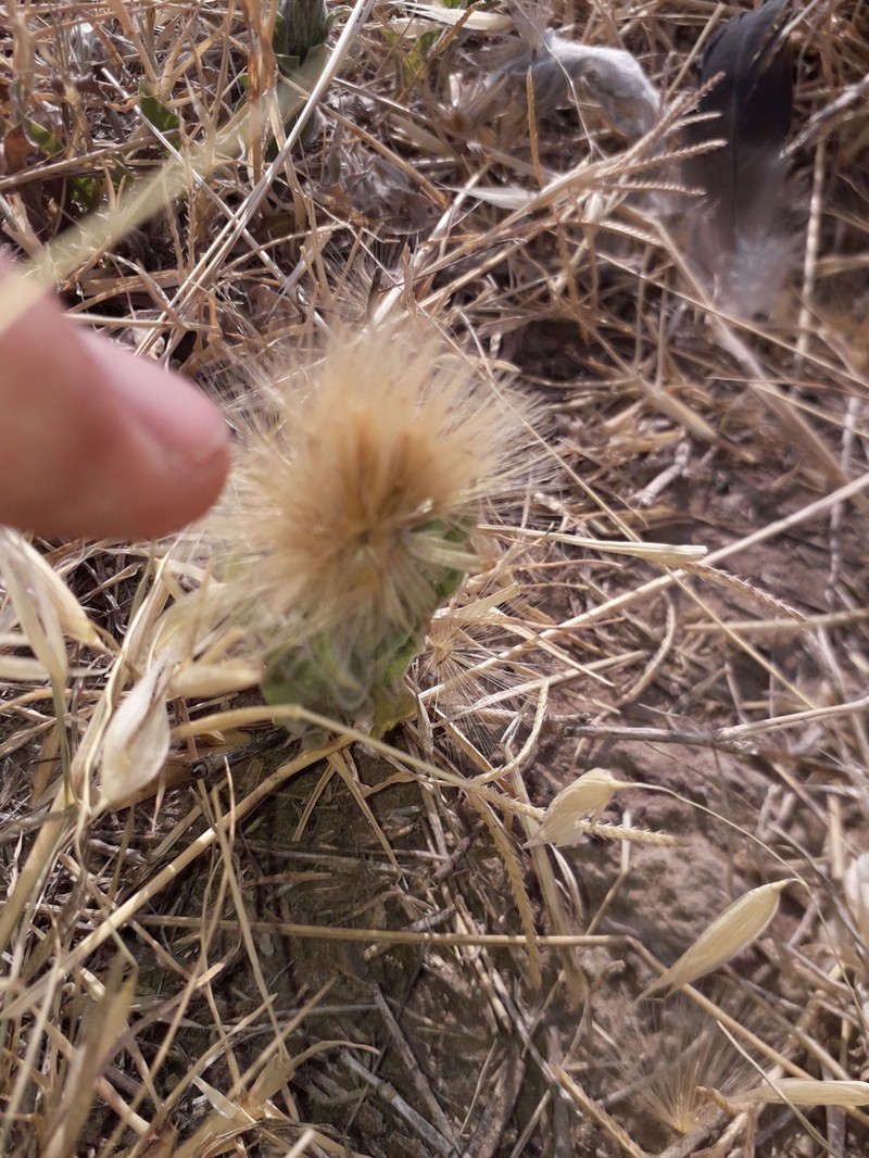 Noticastrum sericeum photo 5