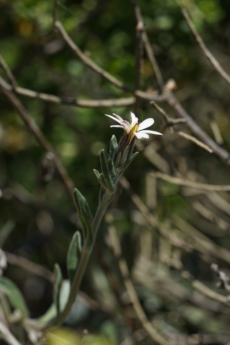 Noticastrum sericeum photo 7