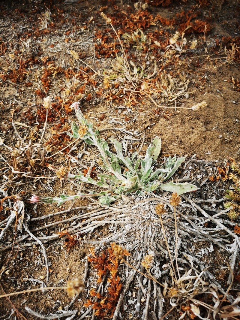 Noticastrum sericeum photo 8