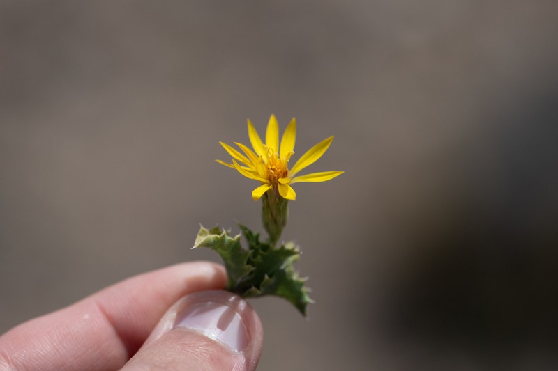 Notopappus ameghinoi