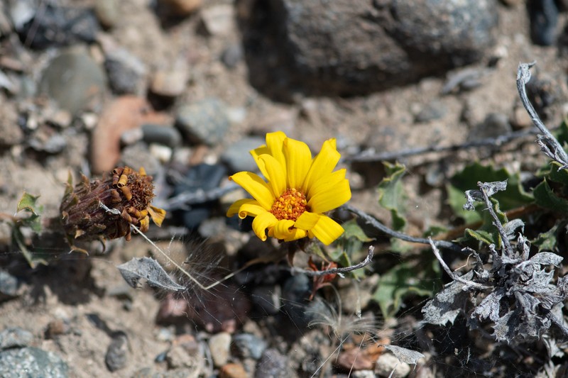 Notopappus ameghinoi photo 2