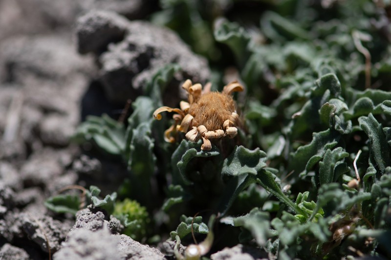 Notopappus ameghinoi photo 3