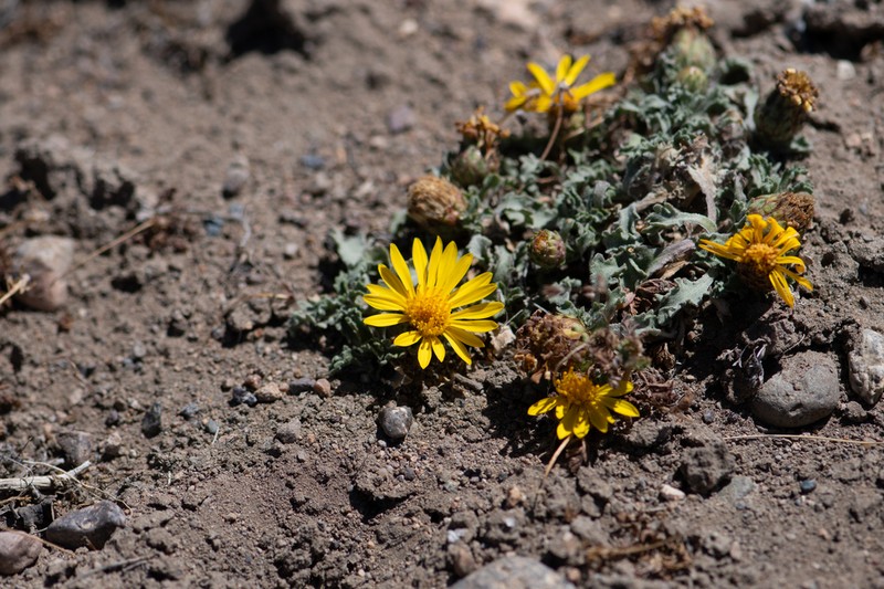 Notopappus ameghinoi photo 4