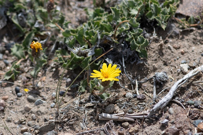 Notopappus ameghinoi photo 5