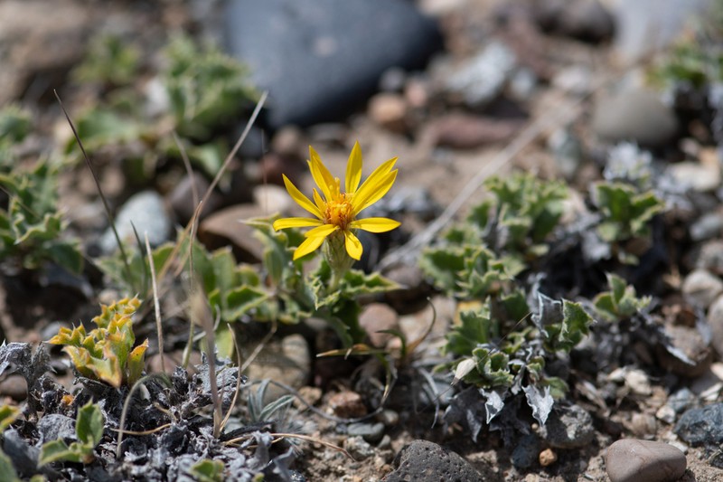 Notopappus ameghinoi photo 6
