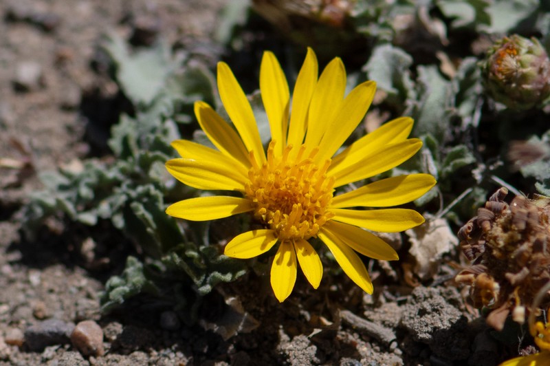 Notopappus ameghinoi photo 7