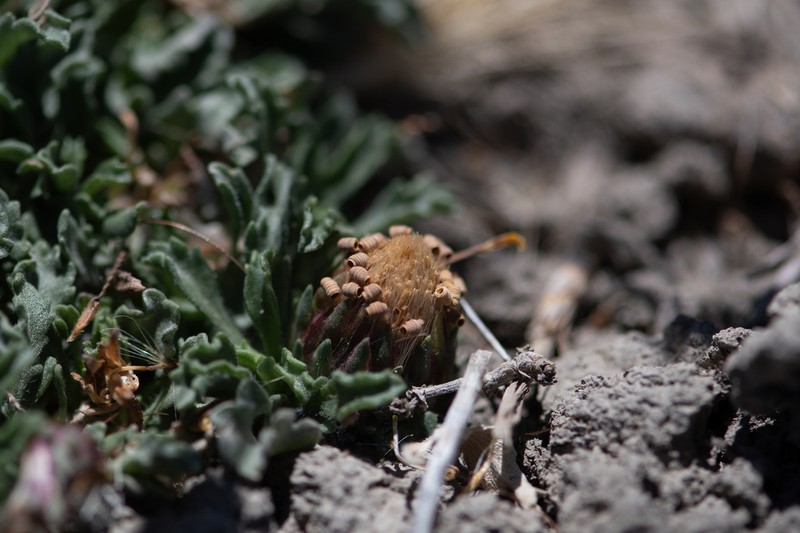 Notopappus ameghinoi photo 8