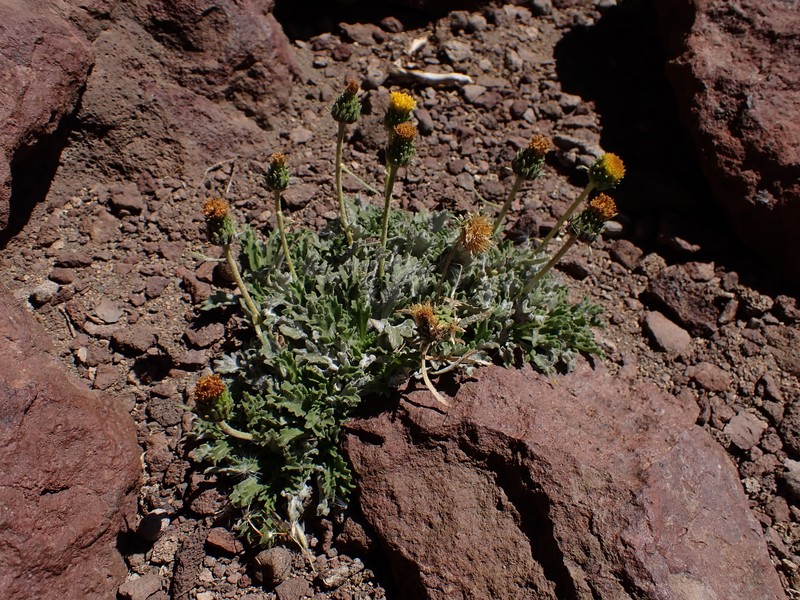 Notopappus chryseus photo 2