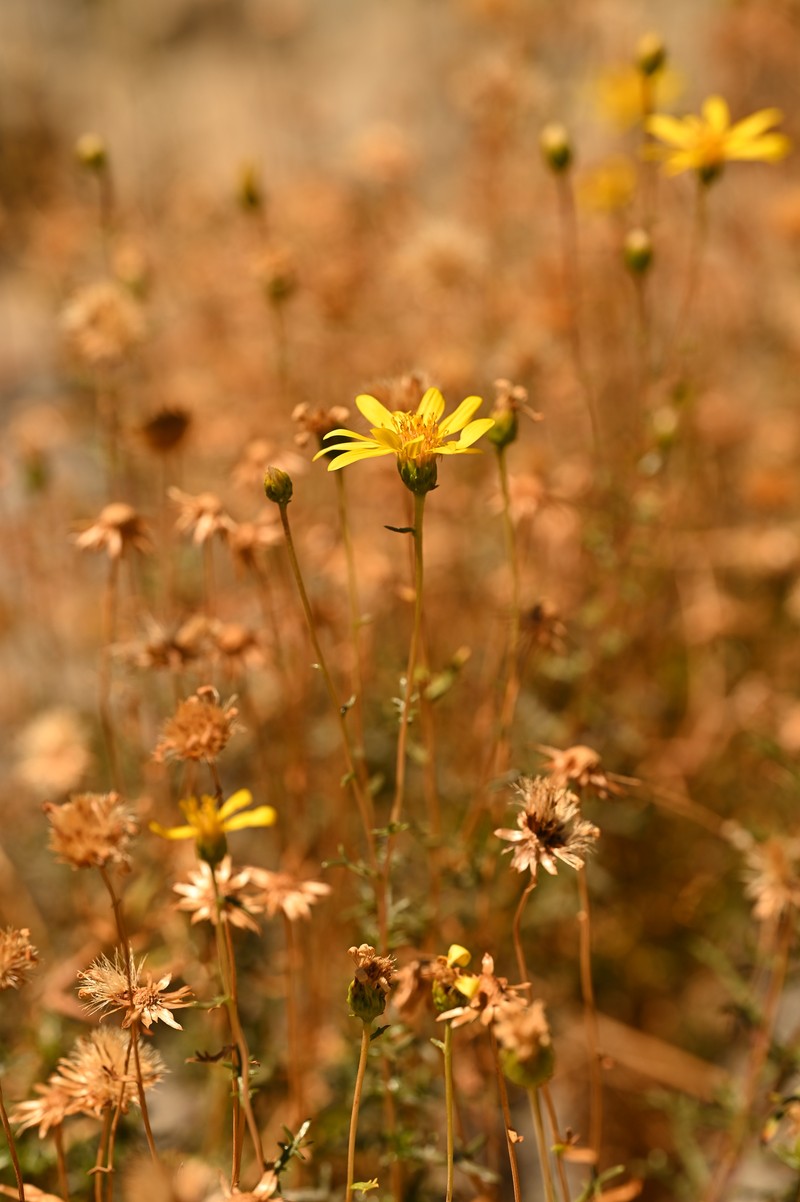 Notopappus pectinatus