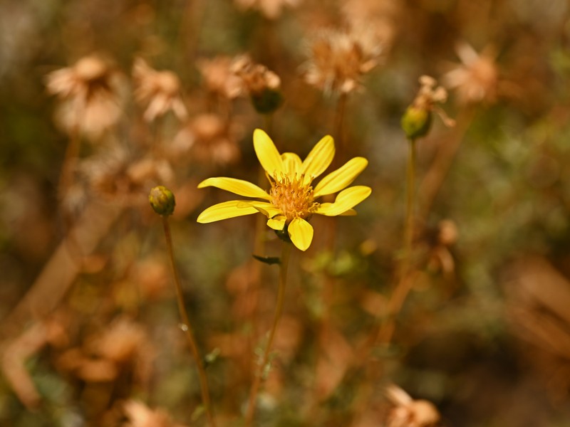Notopappus pectinatus photo 4