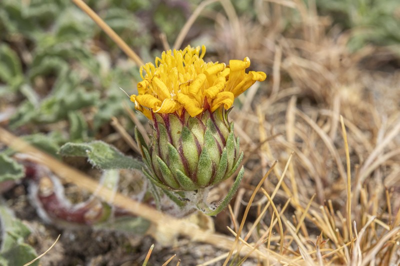 Notopappus prunelloides