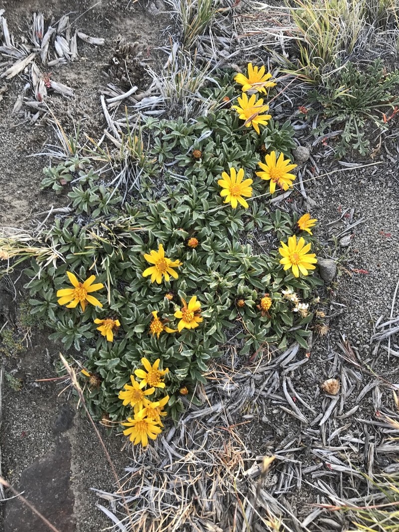 Notopappus prunelloides photo 2