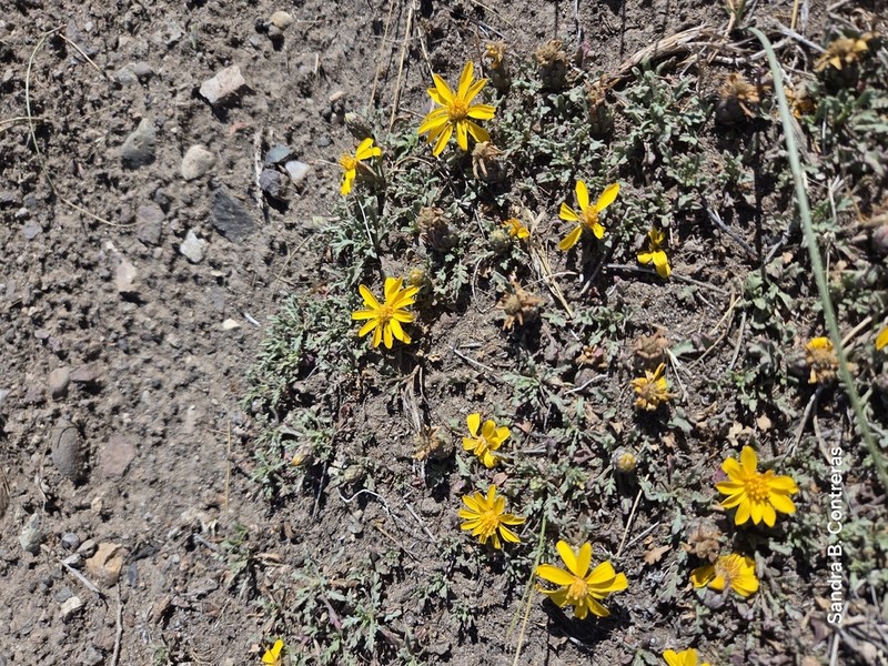 Notopappus prunelloides photo 3