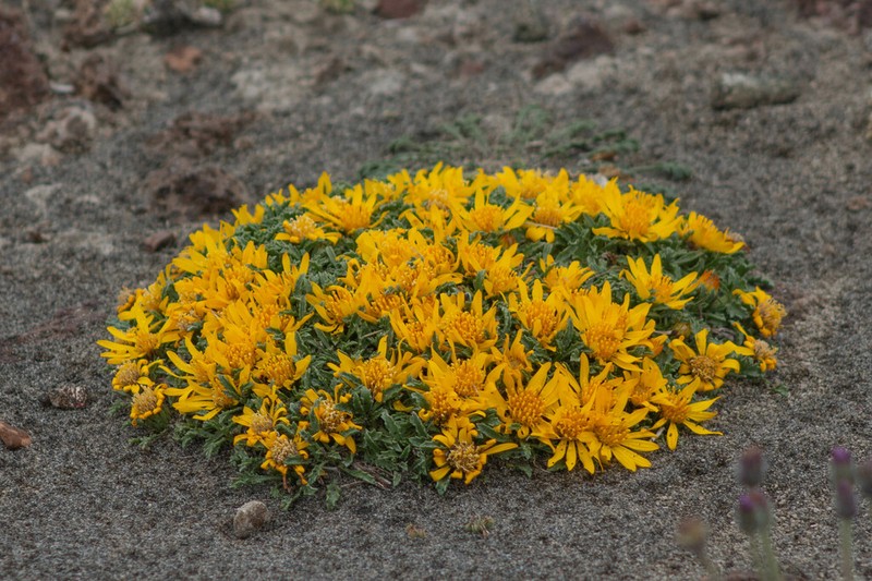Notopappus prunelloides photo 4