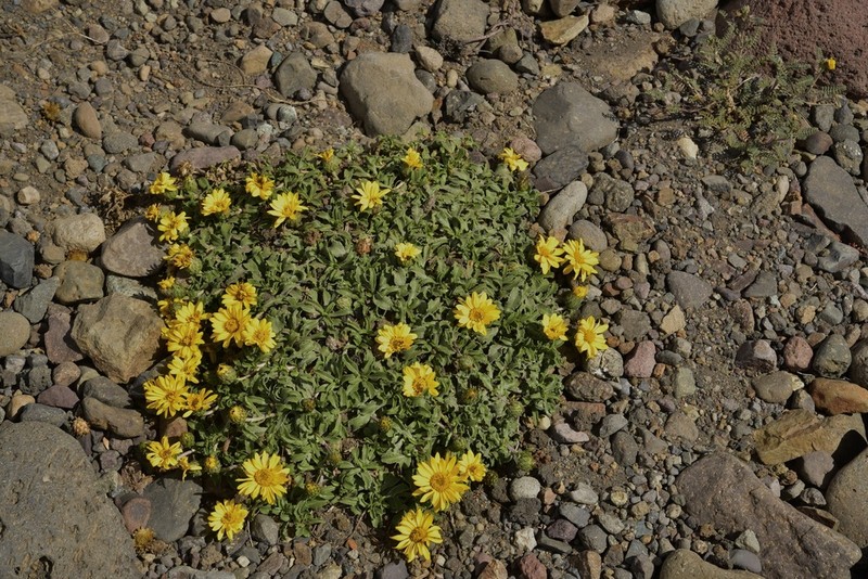 Notopappus prunelloides photo 5