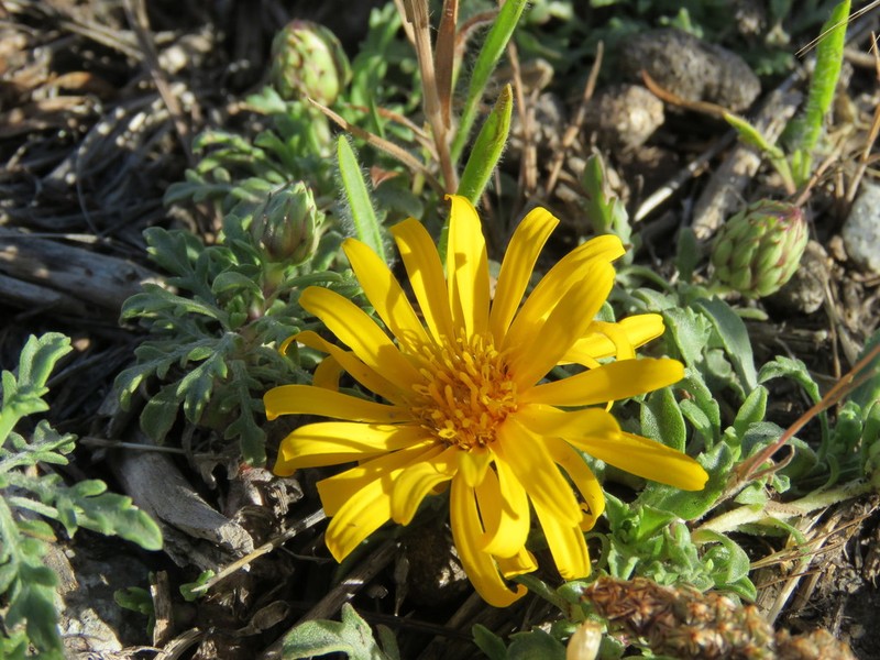 Notopappus prunelloides photo 6