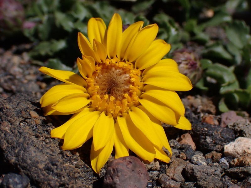 Notopappus prunelloides photo 7