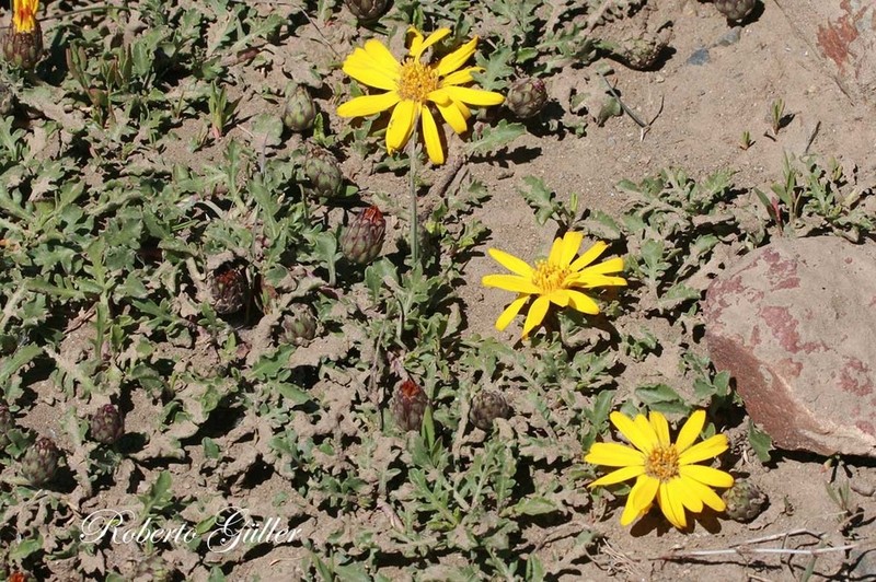 Notopappus prunelloides photo 8