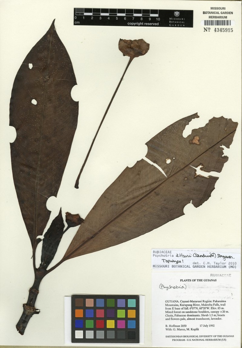 Notopleura altsonii