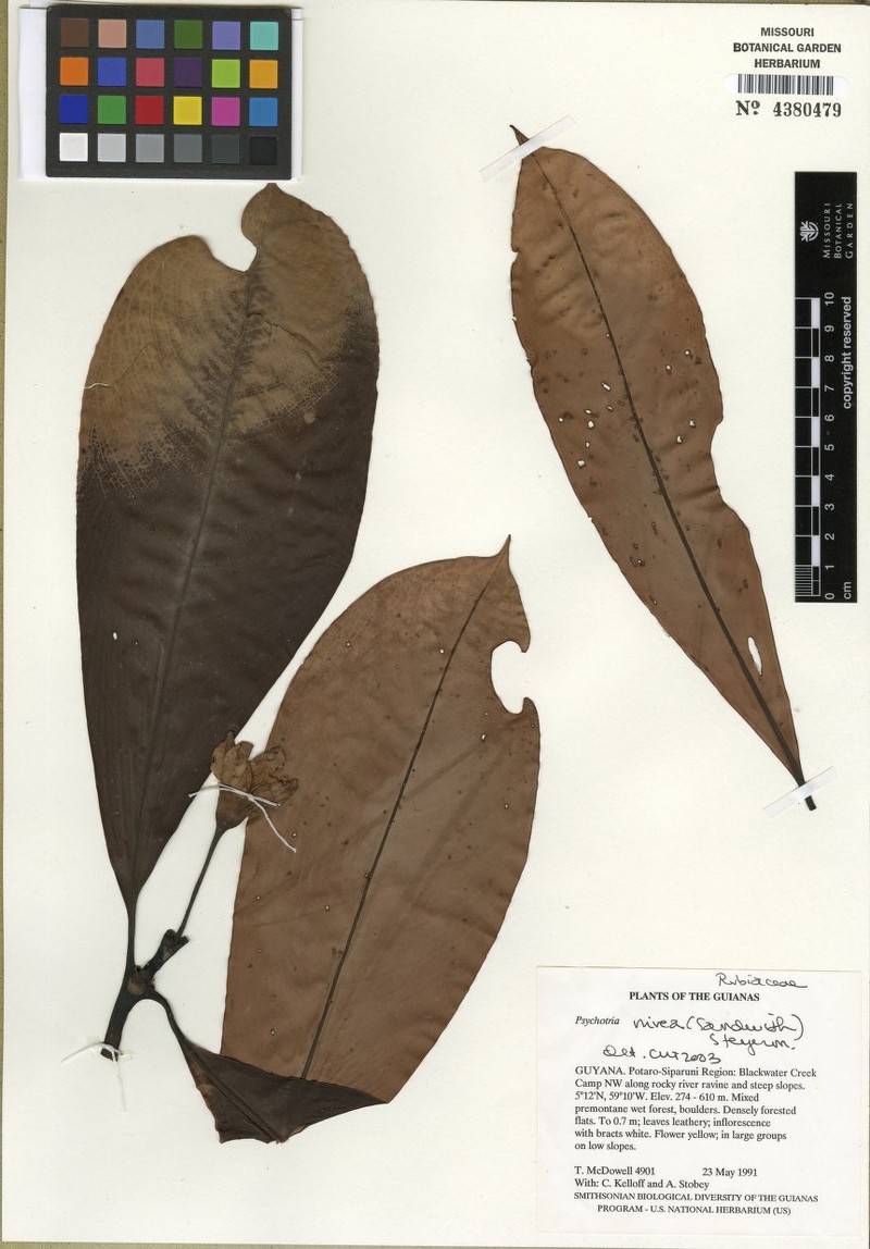 Notopleura nivea